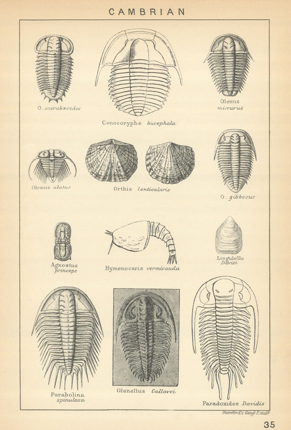 BRITISH FOSSILS. Cambrian. Harlech Menevian Lingula Flag Tremadoc. STANFORD 1904